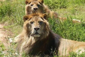 Animals Associated with Funniest Moments