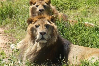 Animals Associated with Funniest Moments