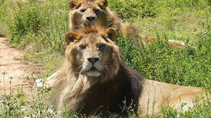 Animals Associated with Funniest Moments