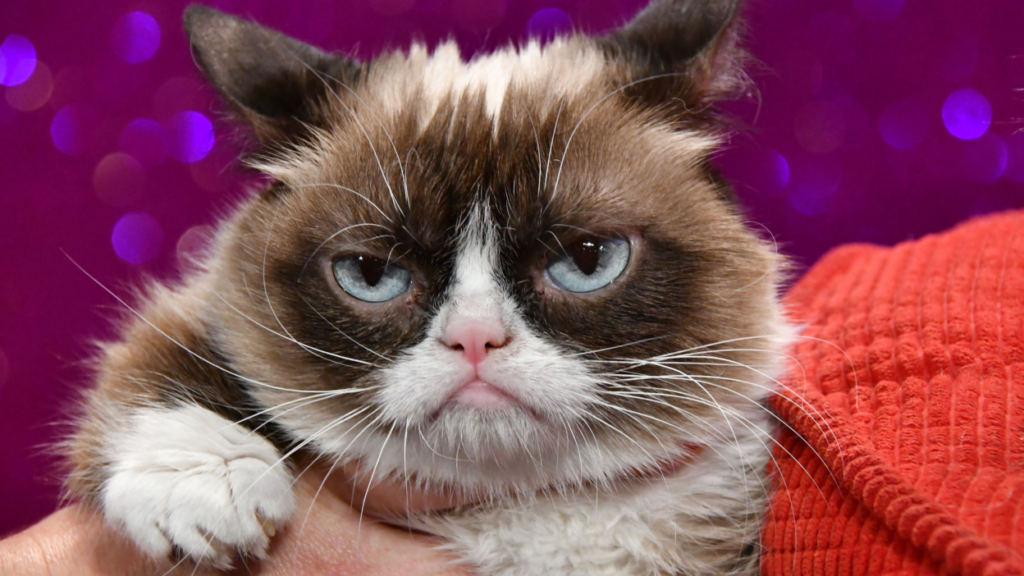Grumpy Cat